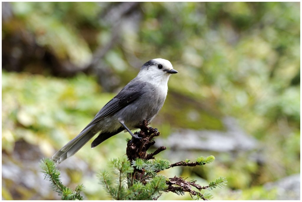 10 - Mont Revelstoke NP (15).jpg